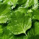 Nasiona perili Perilla frutescens shiso 50 szt Aromatyczna jadalna zioła z zielonymi ząbkowanymi liśćmi Na rabatę i do kuchni 1