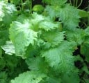 Nasiona perili Perilla frutescens shiso 50 szt Aromatyczna jadalna zioła z zielonymi ząbkowanymi liśćmi Na rabatę i do kuchni 2