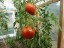 Nasiona pomidora Bycze serce Nasiona wołu bułgarskiego 10 szt. Łatwe w uprawie 2