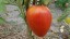 Nasiona pomidora Bycze serce Nasiona wołu bułgarskiego 10 szt. Łatwe w uprawie 3