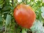 Nasiona pomidora Bycze serce Nasiona wołu bułgarskiego 10 szt. Łatwe w uprawie 4
