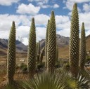 Nasiona rośliny Puya raimondii 5 szt Obła bromelia z potężnym kwiatostanem i rozetą długich liści Do uprawy i do szklarni 2