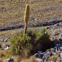 Nasiona rośliny Puya yakespala 10 szt. Okazała bromelia z żółtozielonym kwiatostanem i rozetą kolczastych liści do uprawy i do szklarni 2