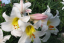 Nasiona Royal Lily 5 szt. Nasiona Lilium Regale Łatwe w uprawie 2