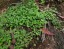 Nasiona Silver Rain Dichondra repens łatwe w uprawie w pomieszczeniach zamkniętych, na zewnątrz, w ogrodzie balkonowym Nasiona Dichondra 1500 szt 2