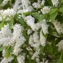 Nasiona śliwy Prunus padus 100 szt Okazałe drzewo z białymi pachnącymi kwiatami w gronach i zielonymi liśćmi Do ogrodu i szklarni 2