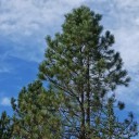 Nasiona sosny ciężkiej Pinus ponderosa 10 szt. Wysoki iglasty drzewo z długimi igłami i szyszkami Do ogrodu i jako soliter 1