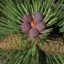Nasiona sosny ciężkiej Pinus ponderosa 10 szt. Wysoki iglasty drzewo z długimi igłami i szyszkami Do ogrodu i jako soliter 2