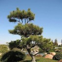 Nasiona sosny Pinus thunbergii 20 sztuk Ozdobny iglak z ciemnozielonymi igłami odpowiedni do bonsai Do ogrodu i do donicy 2