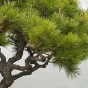 Nasiona sosny Pinus thunbergii 20 sztuk Ozdobny iglak z ciemnozielonymi igłami odpowiedni do bonsai Do ogrodu i do donicy 3