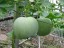 Nasiona tykwy woskowej Beninkasa z woskiem Melon zimowy łatwy w uprawie indoor, outdoor, do nasion ogrodowych 5 szt. 2