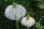 Nasiona Xerophyllum tenax 30 szt. Nasiona traw niedźwiedzich Łatwe w uprawie Nasiona traw ozdobnych 2
