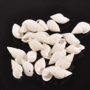 Natural Sea Shell 50 pcs 1