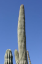 Neobuxbaumia tetetzo Cephalocereus tetetzo druh kaktusu Jednoduché pestovanie vonku 20 ks semienok 2