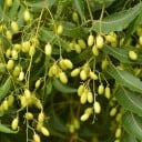Nimba indická Azadirachta indica 10 ks semínka exotická dřevina s pilovitě zubatými lístky a drobnými oválnými plody pro sbírku 1