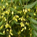 Nimba indická Azadirachta indica 20 ks semínka užitkový tropický strom s členitými zpeřenými listy a hroznovitými plody do sbírky 1