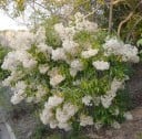 Nuxia floribunda siemenet 10 kpl Eksoottinen puu runsaan kermaisen valkoisen kukinnan kanssa Kukkiva puu kasvihuoneeseen ja talvipuutarhaan 1