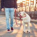 Nylon-Hundemaulkorbgeschirr Größe S Umfang der Schnauze 19,6 - 24,6 cm Umfang des Halses 27,4 - 33,5 cm Verstellbarer weicher atmungsaktiver 6