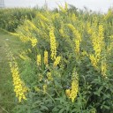 Objemné balení semínek Crotalaria pallida 200 ks tropická luskovina se žlutými hrozny pro velkofarmářské krycí kultury a medonosné pásy 2