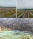 Ochranná síť proti ptákům 2 x 5 m Zelená zahradní síť Oko 4 x 4 cm Pevná a lehká Síť na ovocné stromy, vinice, keře a záhony Ochrana plodin 3