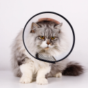 Ochrannym plastikowy kołnierz dla psów 29–34 cm Głębokość 11 cm Regulowany kołnierz po operacji Zapobieganie lizaniu ran i drapaniu 2