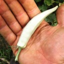 Okra semena Abelmoschus esculentus White Velvet, 20 ks, Hibiscus esculentus, bílé lusky, jedlá zelenina pro zahradu, skleník i nádobové pěstování 2