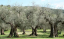 Olivovník evropský Olea europaea stálezelený strom Snadné pěstování venku 30 ks semínek 1