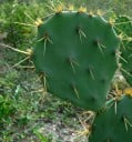 Opuncie Opuntia dillenii magvak 5 db Kaktusz lapos tövises szegmensekkel és ehető piros gyümölcsökkel Virágcserépbe és pozsgás növénygyűjteménybe 5