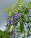 Osivo africké vistárie Bolusanthus speciosus 40 ks opadavý dekorativní strom s fialovými hroznovitými květy pro výsev a tvarování bonsaje 3
