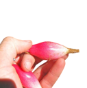 Osivo americké bromélie Bromelia karatas 20 ks neobvyklá pichlavá rostlina s růžovými dužnatými plody pro sběratelské pěstování 2