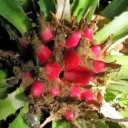 Osivo americké bromélie Bromelia karatas 20 ks neobvyklá pichlavá rostlina s růžovými dužnatými plody pro sběratelské pěstování 3