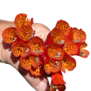 Osivo andské popínavky Bomarea multiflora 20 ks vytrvalá tropická liána s oranžovo-červenými zvonky pro výsev a sběratelské pěstování 1