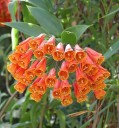 Osivo andské popínavky Bomarea multiflora 20 ks vytrvalá tropická liána s oranžovo-červenými zvonky pro výsev a sběratelské pěstování 2