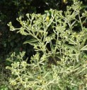 Osivo aromatické blumey Blumea balsamifera 100 ks asijská dřevitá bylina s plstnatými listy pro hromadný výsev a pěstování v nádobě 2