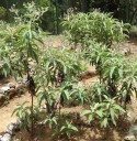 Osivo aromatické blumey Blumea balsamifera 100 ks asijská dřevitá bylina s plstnatými listy pro hromadný výsev a pěstování v nádobě 4