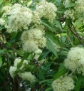 Osivo aromatické citronové myrty Backhousia citriodora 50 ks bílé květy kořeninový australský keř pro výsev a pěstování v květináči 3