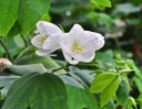 Osivo asijské bauhinie Bauhinia acuminata 15 ks tropický kvetoucí keř s bílými květy a dvojlaločnými listy pro pěstování v květináči 3