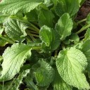 Osivo bílého brutnáku Alba Borago officinalis 150 ks medonosná jednoletá bylina s hvězdicovitými květy pro hromadný výsev na zahradu 3