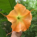 Osivo brugmansie suaveolens Brugmansia 25 ks brazilská dřevina s velkými oranžovými trubkovitými květy pro výsev a sběratelské pěstování 3