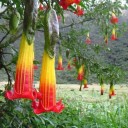 Osivo červené brugmansie Brugmansia sanguinea 20 ks horská tropická dřevina s nálevkovitými květy pro výsev a domácí pěstování 2