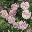 Osivo Dais cotinifolia 50 ks africký kvetoucí strom s vonnými růžovými polštářky pro velkoplošné okrasné výsadby ve sklenících 2