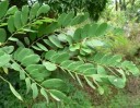 Osivo dalbergie širokolistá Dalbergia latifolia 100 ks indický palisandr se zelenými listy pro pěstitelské sbírky a tropické školky 3