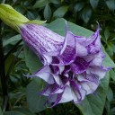 Osivo durman indický Datura metel Purple 20 ks tropická letnička s velkými fialovými květy pro výsadbu do zahradních záhonů 2