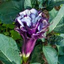 Osivo durman indický Datura metel Purple 20 ks tropická letnička s velkými fialovými květy pro výsadbu do zahradních záhonů 4
