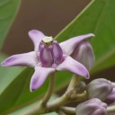 Osivo fialové kalotropie Calotropis gigantea 10 ks asijská dřevina s drobnými korunkovými květy pro výsev a domácí kádové pěstování 3