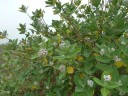 Osivo fialové kalotropie Calotropis gigantea 10 ks asijská dřevina s drobnými korunkovými květy pro výsev a domácí kádové pěstování 5