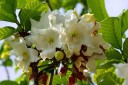 Osivo himálajské beaumontie Beaumontia grandiflora 10 ks vytrvalá tropická liána s bílými trubkovitými květy pro pěstování v zimní zahradě 2