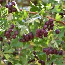 Osivo hloh džungarský Crataegus songarica 10 ks vzácná středoasijská horská dřevina odolná suchu pro sběratelské zahrady a alpinia 1