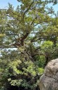 Osivo hloh džungarský Crataegus songarica 10 ks vzácná středoasijská horská dřevina odolná suchu pro sběratelské zahrady a alpinia 2