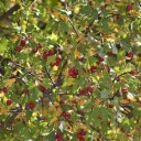 Osivo hloh džungarský Crataegus songarica 10 ks vzácná středoasijská horská dřevina odolná suchu pro sběratelské zahrady a alpinia 3